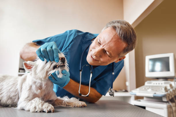 Best Emergency Dentist for Knocked-Out Tooth in Spring Grove, PA